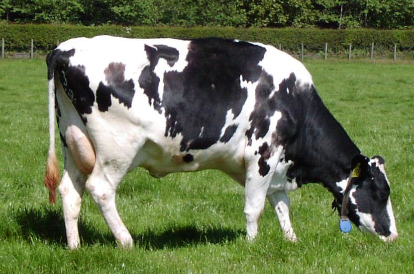 High yielding Cow